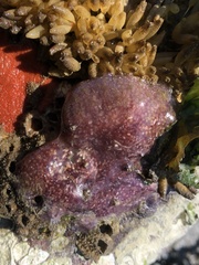 Eudistoma purpuropunctatum