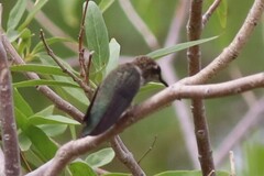 Archilochus alexandri