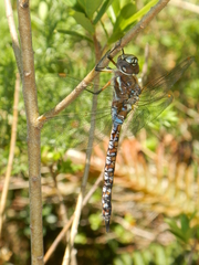 Rhionaeschna variegata