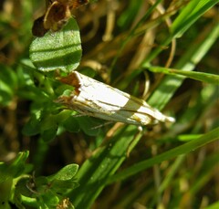 Crambus agitatellus