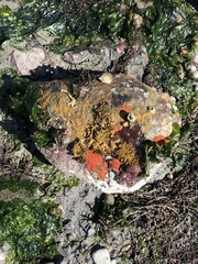 Eudistoma purpuropunctatum