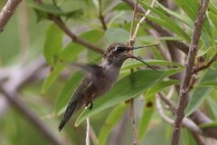 Archilochus alexandri