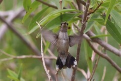 Archilochus alexandri