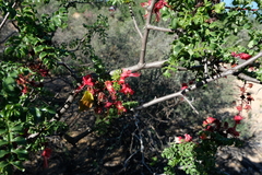Erythrophysa alata