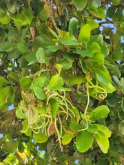 Terminalia buceras