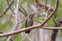 Archilochus alexandri