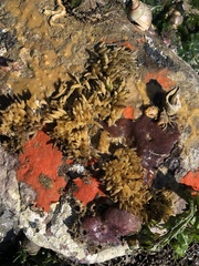 Eudistoma purpuropunctatum