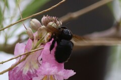 Xylocopa sonorina