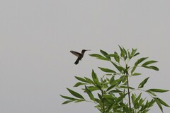 Archilochus alexandri