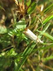 Crambus agitatellus
