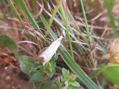 Crambus agitatellus