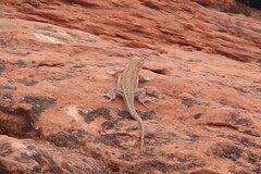 Uta stansburiana elegans