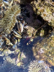 Mesocentrotus franciscanus