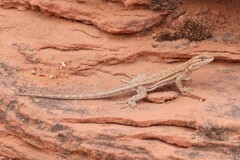 Uta stansburiana elegans