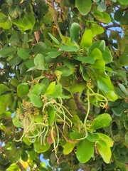 Terminalia buceras