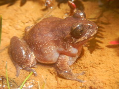 Eupsophus vertebralis