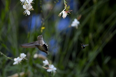Xylocopa tabaniformis orpifex