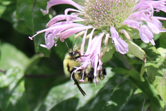 Bombus bimaculatus