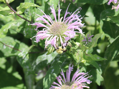 Bombus bimaculatus