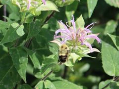 Bombus bimaculatus