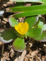 Portulaca