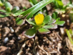 Portulaca