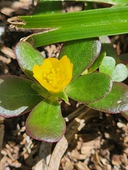 Portulaca