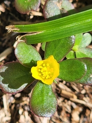 Portulaca
