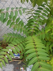 Ailanthus altissima