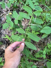 Apocynum × floribundum