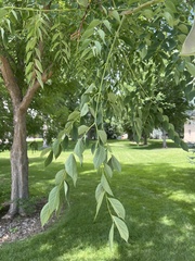Gymnocladus dioicus
