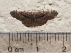 Idaea laevigata