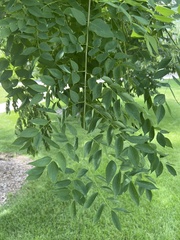 Gymnocladus dioicus