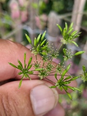 Chaerophyllum temulum