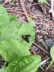 Chrysopilus thoracicus