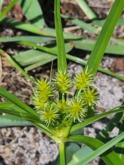 Cyperus croceus