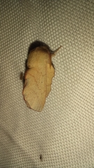 Phyllodesma suberifolia