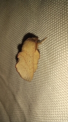 Phyllodesma suberifolia