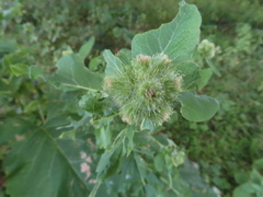 Arctium nemorosum