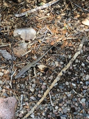 Aspidoscelis neotesselatus