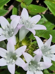 Richardia grandiflora