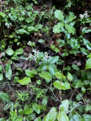 Sericocarpus caespitosus