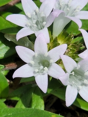 Richardia grandiflora