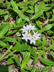 Richardia grandiflora