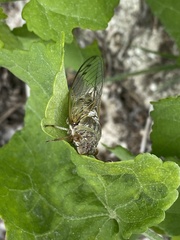 Diceroprocta alacris