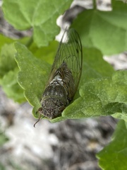 Diceroprocta alacris