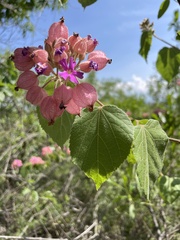 Physodium corymbosum