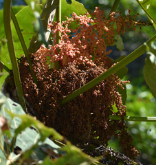 Macaranga grandifolia