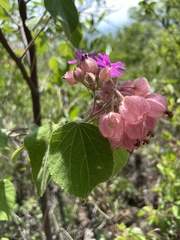 Physodium corymbosum