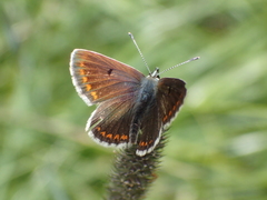Aricia artaxerxes allous